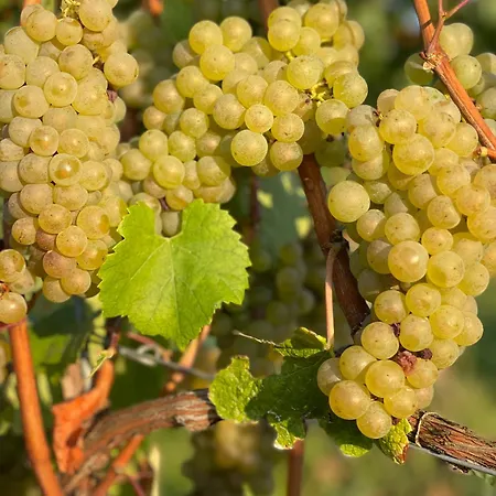 Vinotel Augustin Sulzfeld am Main