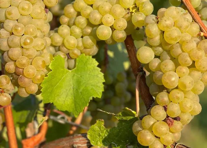 Vinotel Augustin Sulzfeld am Main