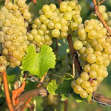 Vinotel Augustin Sulzfeld am Main